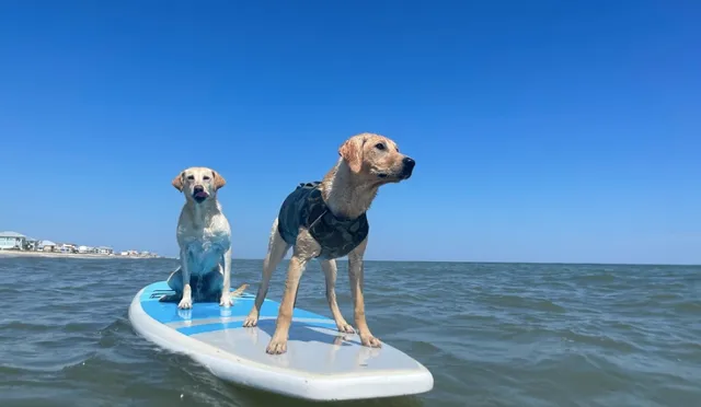 Island Dog Outdoors