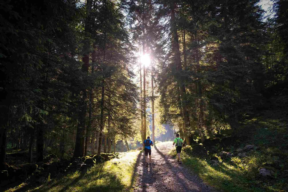5 Must-Try Hiking Trails Near Wander Asheville Meadows