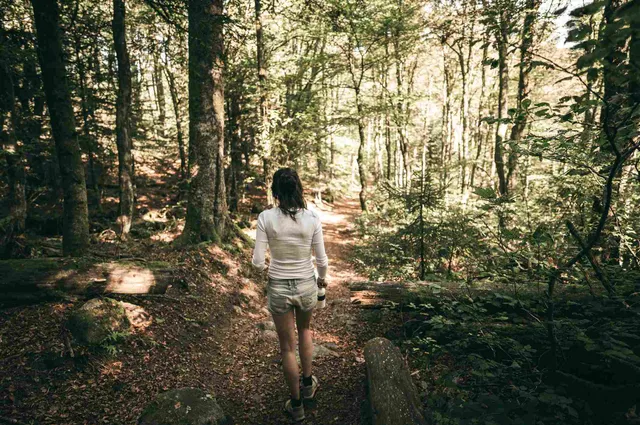 3 Best Hiking Trails Near Wander Palomar Mountain