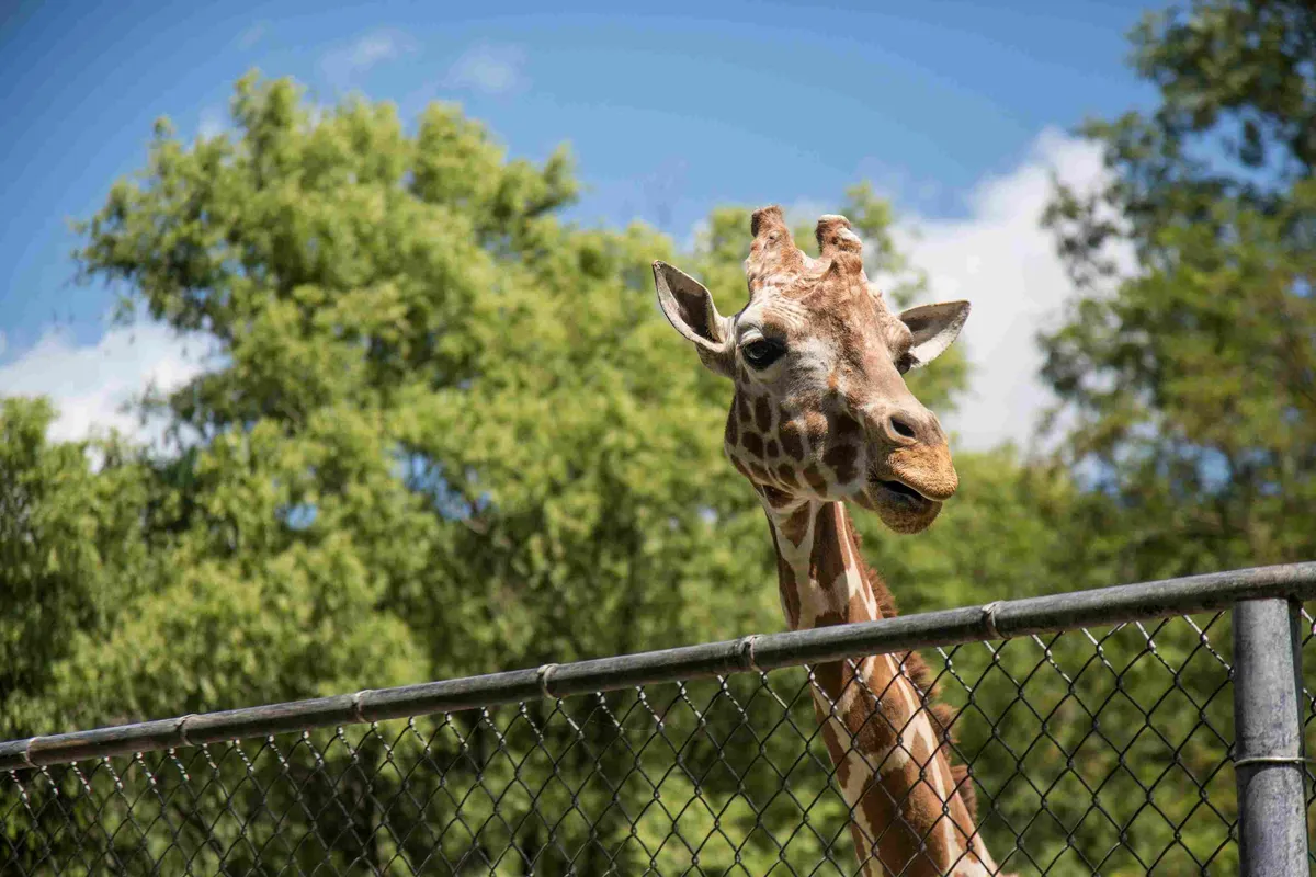 Top 5 Wildlife Activities Near Wander Palomar Mountain