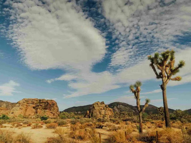 Transportation Guide: Wander Joshua Tree 