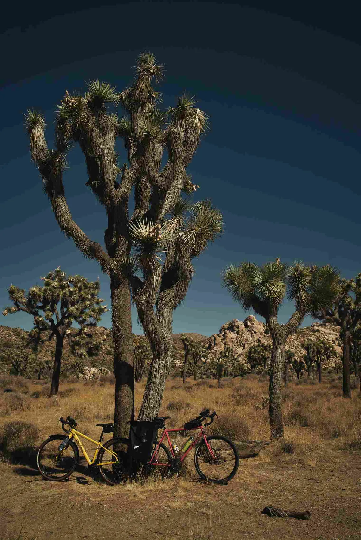 8 Top Things to Do in Joshua Tree
