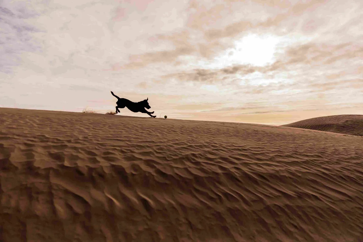 Pet-Friendly Activities + Services: Wander Joshua Tree
