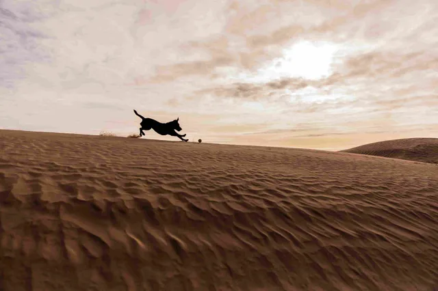 Pet-Friendly Activities + Services: Wander Joshua Tree