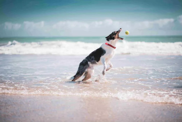 Pet-Friendly Activities + Services: Wander Surfside Beach