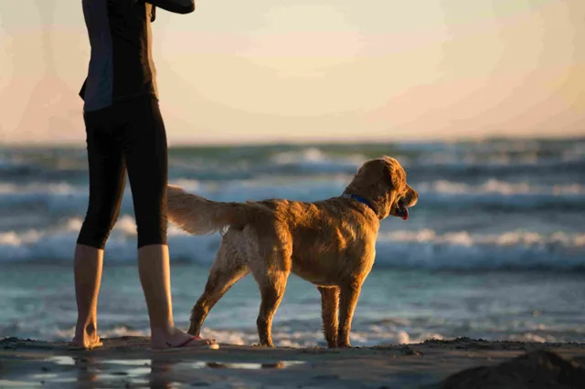 Pet-Friendly Activities + Services: Wander Bandon Beach