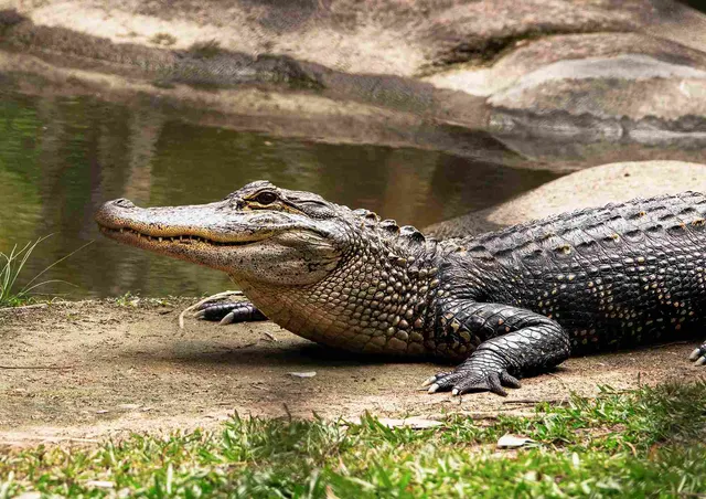 Waccamaw River Nature and Wildlife Tour