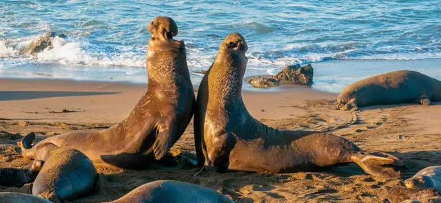 Elephant Seal Vista Point