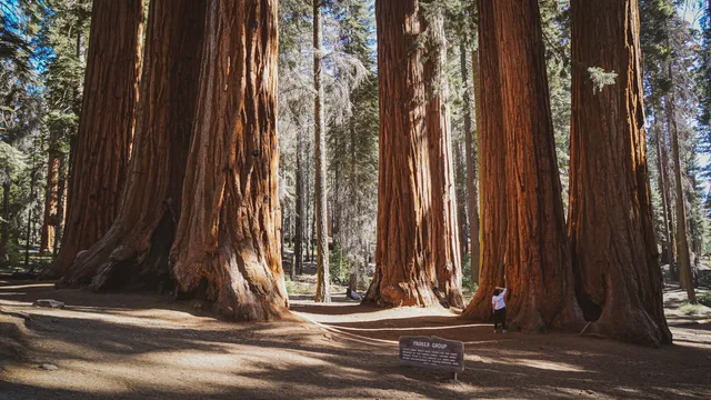 Mariposa Grove of Giant Sequoias