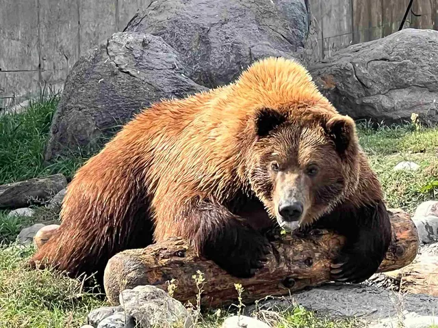 Montana Grizzly Encounter