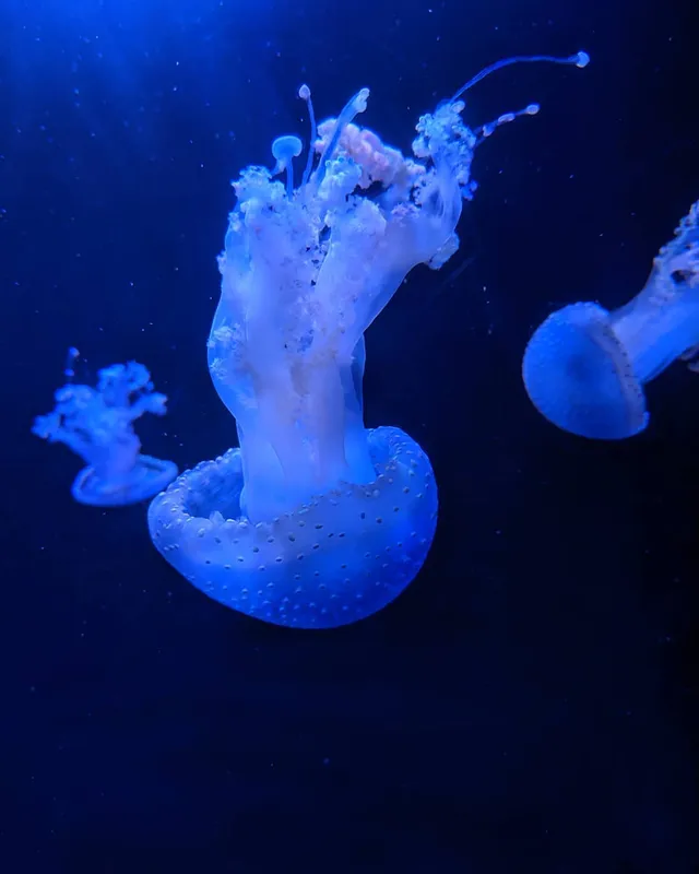 North Carolina Aquarium at Fort Fisher