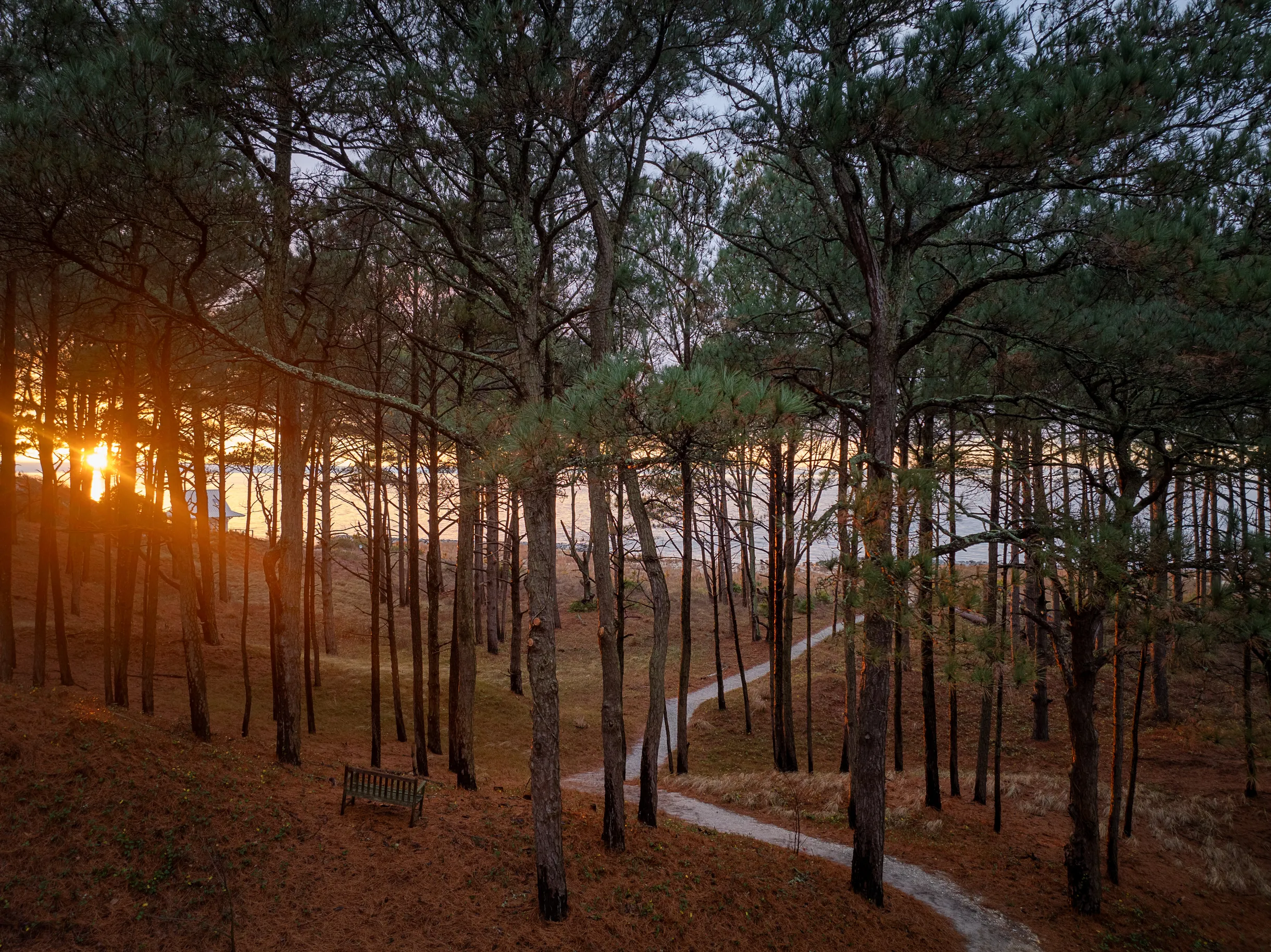 Wander Cape Charles #50