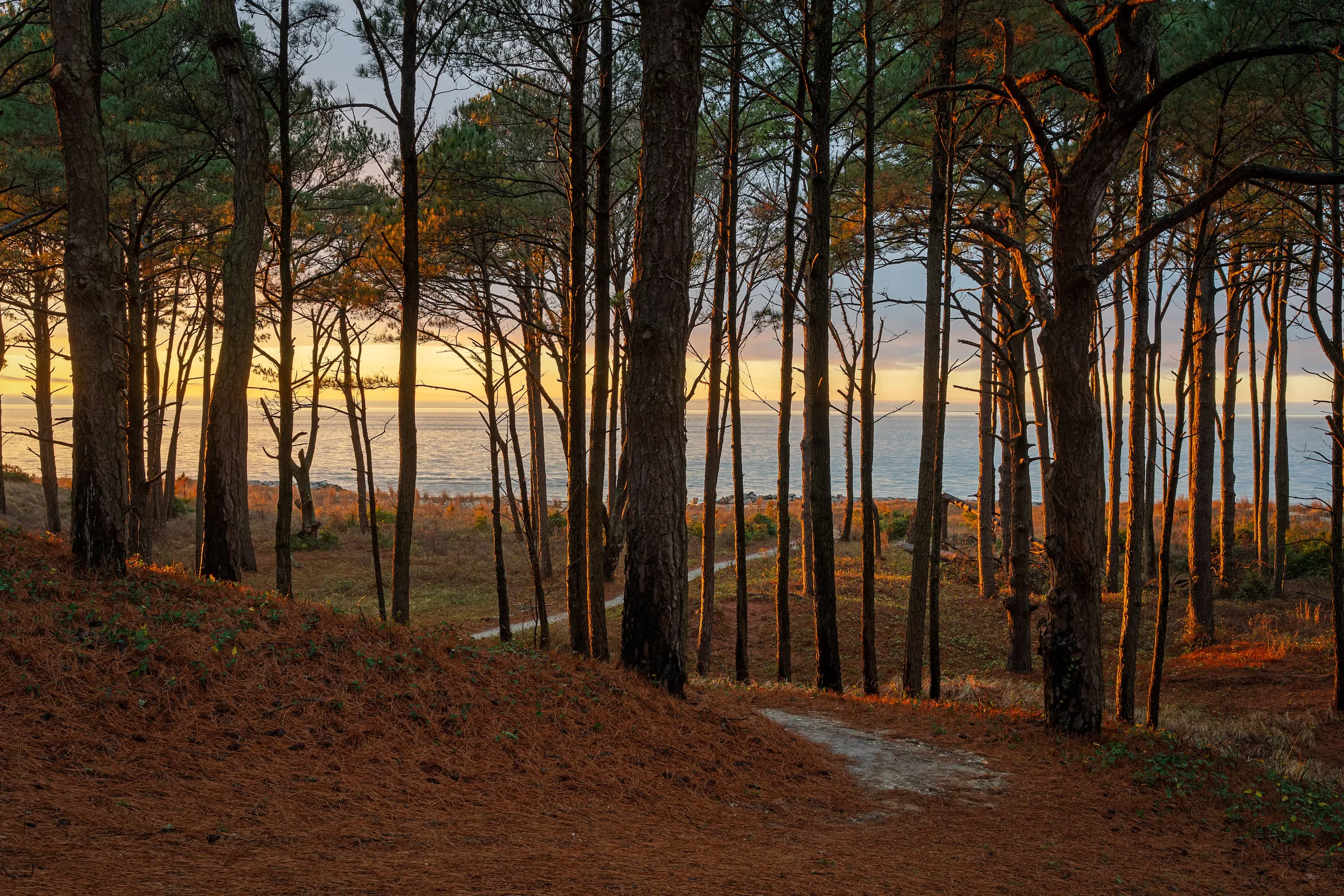 Wander Cape Charles #3