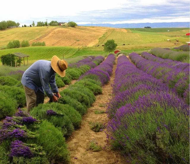 Blue Mountain Lavender Farm