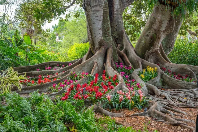 Marie Selby Botanical Gardens 