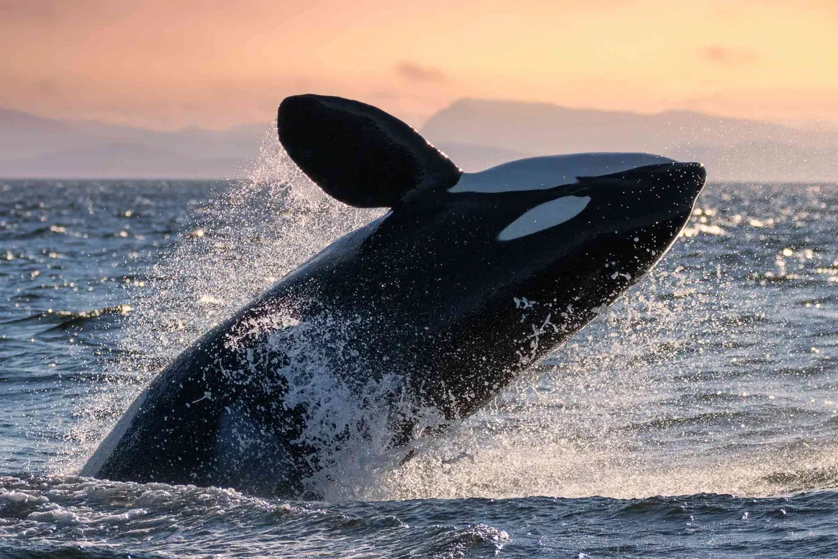 Wander San Juan Islands: Activities Guide