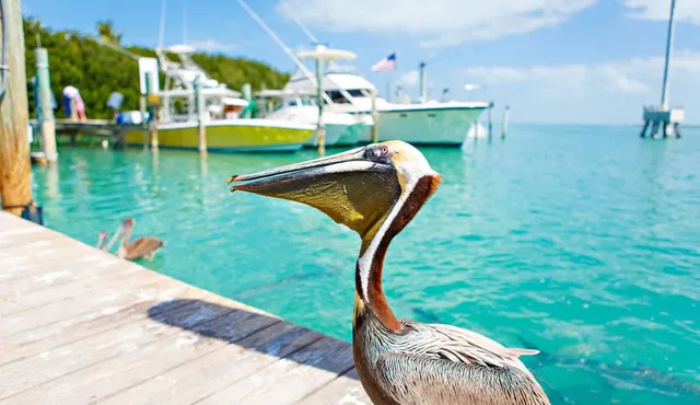 Robbie's of Islamorada