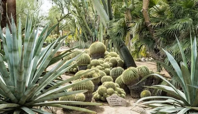 Moorten Botanical Garden 