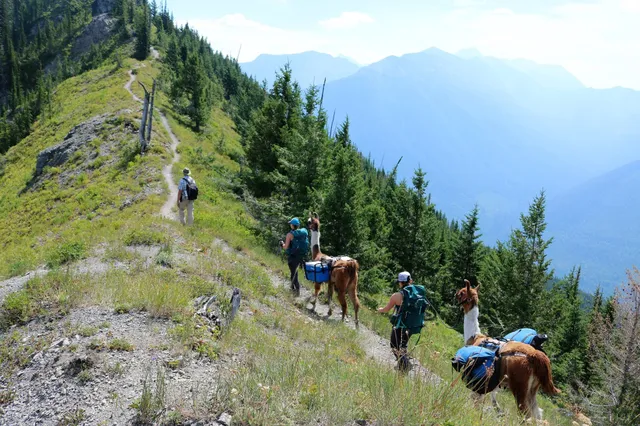 Swan Mountain Llama Trekking