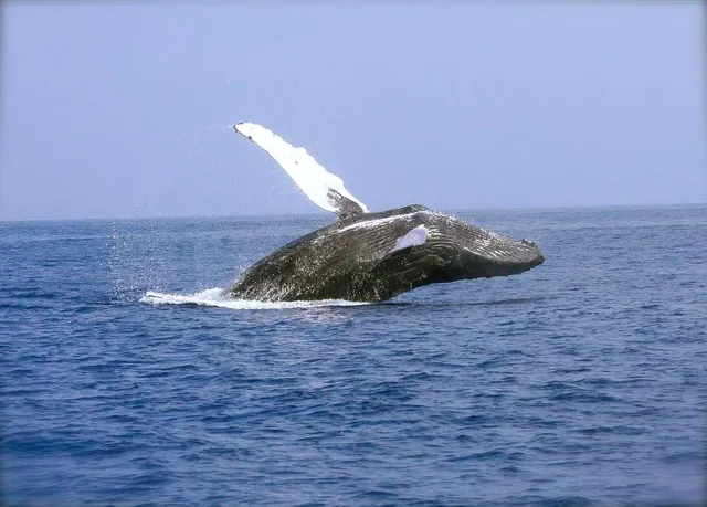 Bodega Bay Whale Charters