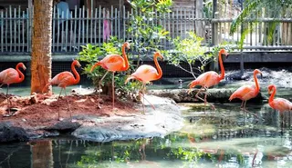 Palm Beach Zoo