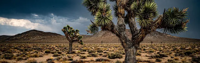 Wander Twentynine Palms: Transportation Guide