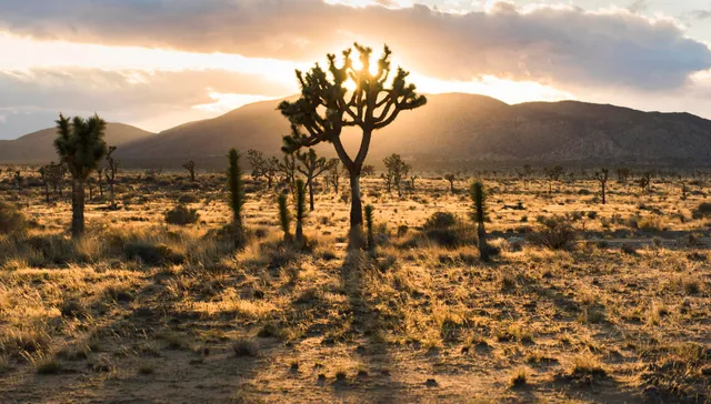 Wander Twentynine Palms: Activities Guide