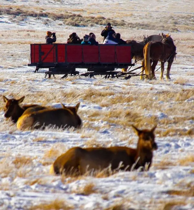 National Elk Refuge Sleigh Rides