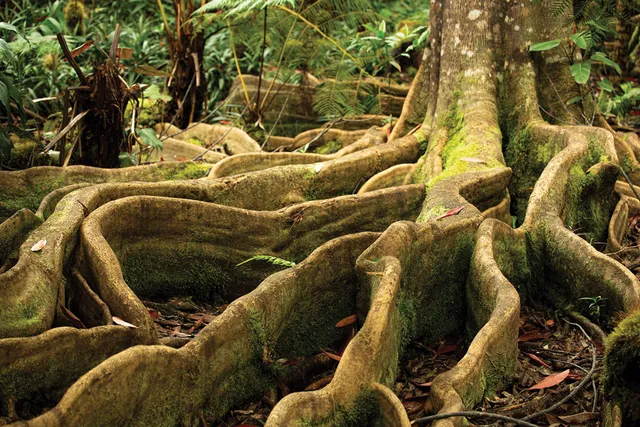 Kona Cloud Forest Sanctuary