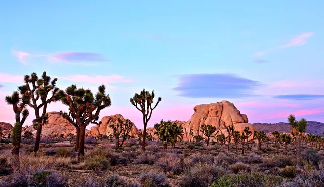 Joshua Tree National Park (Self-Guided)