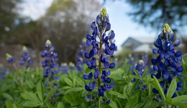 Lady Bird Johnson Wildflower Center