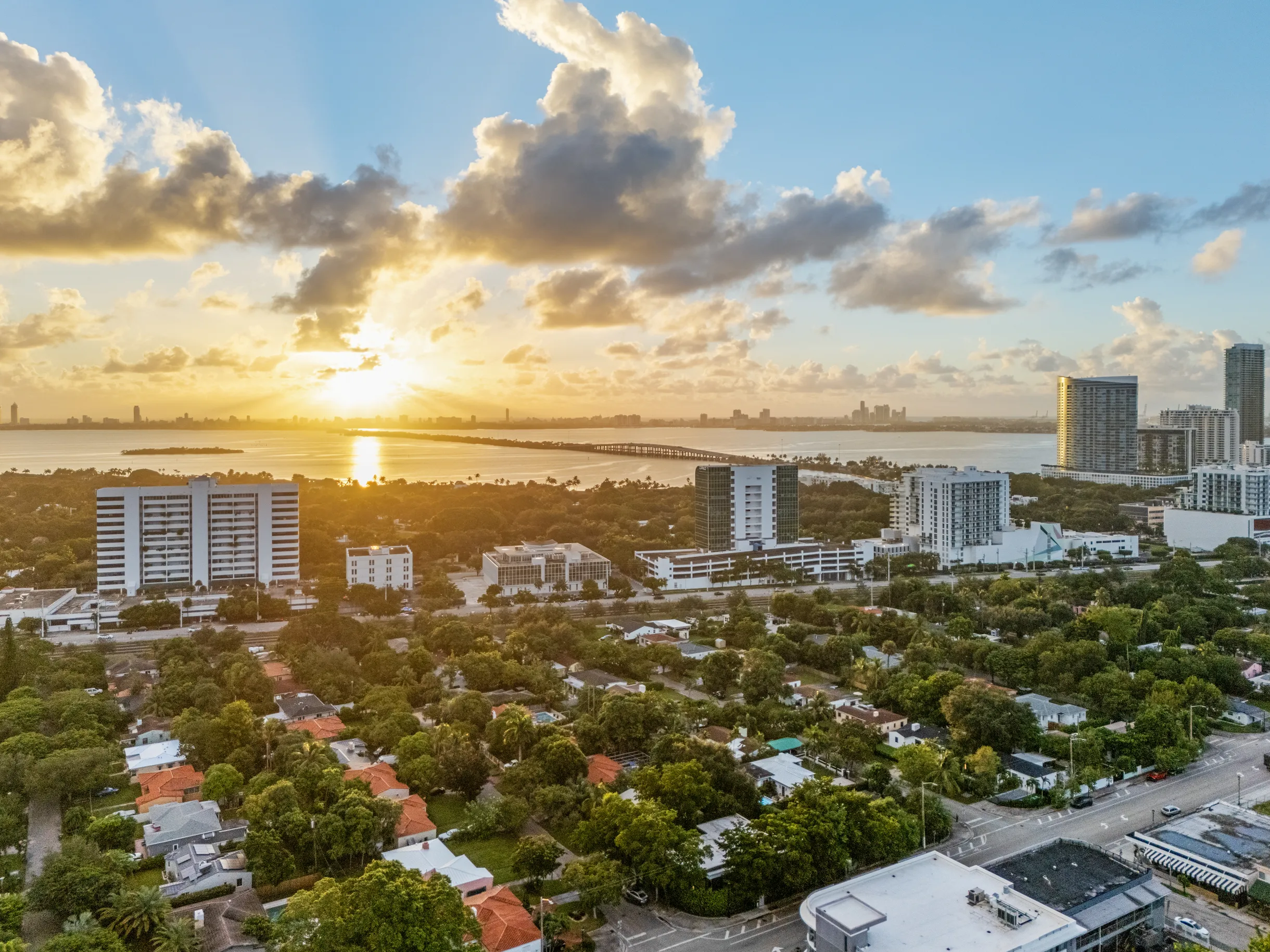 Wander District Palms #2
