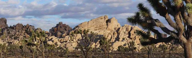 Joshua Tree National Park (Self-Guided)