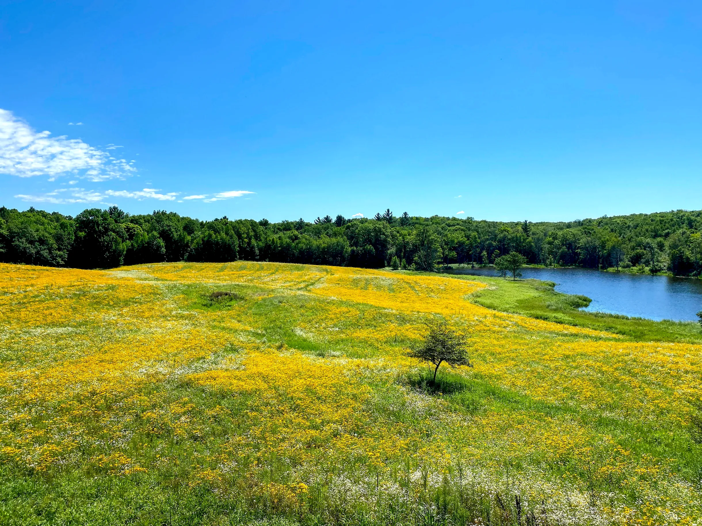 Wander Frederic River #33