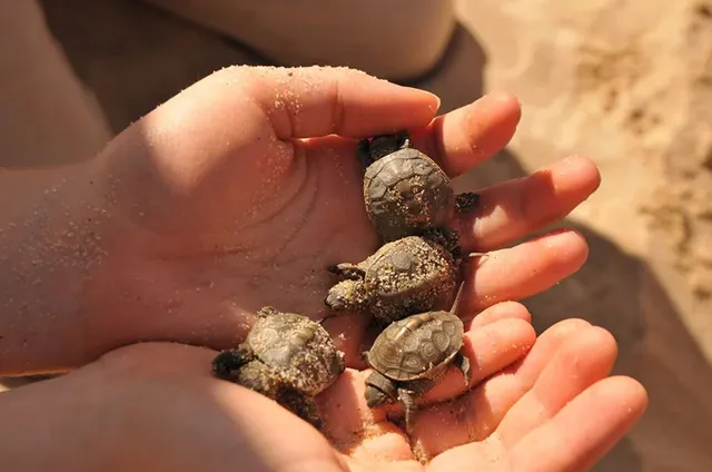 Wellfleet Bay Wildlife Sanctuary