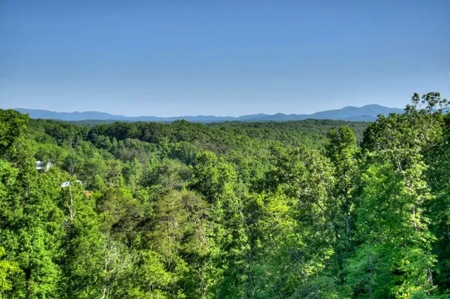 Wander Georgia Bears