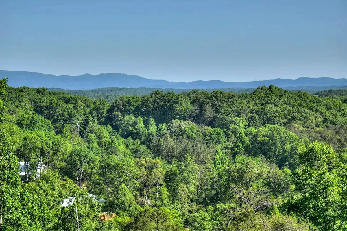 Wander Georgia Bears #43