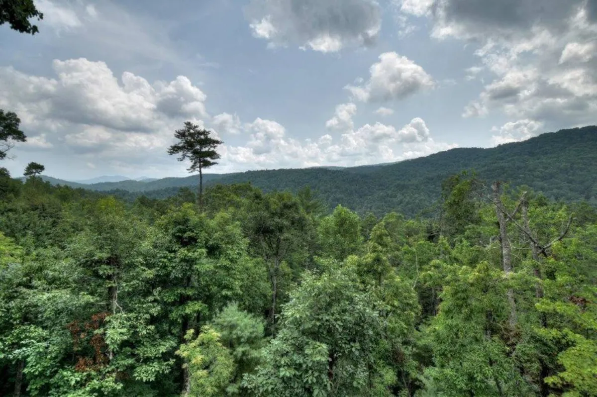 Wander Georgia Woods #37