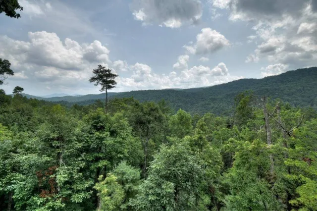 Wander Georgia Woods