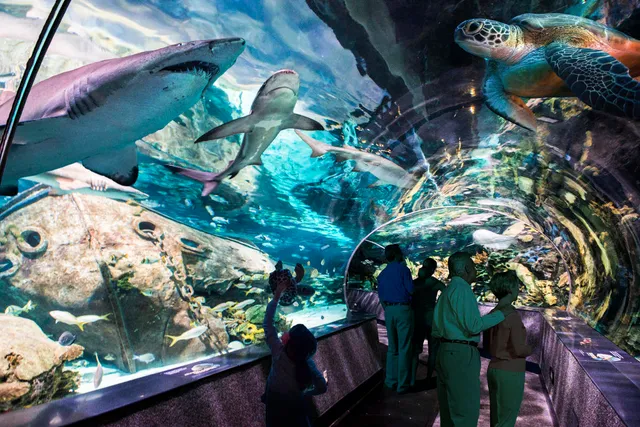 Ripley's Aquarium of the Smokies