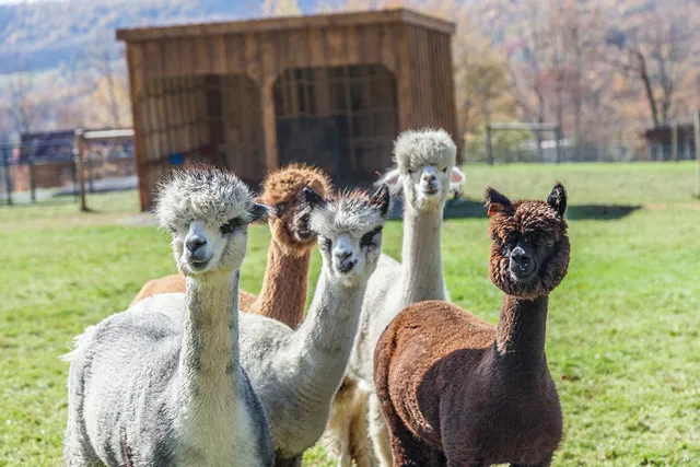 Buck Brook Alpacas