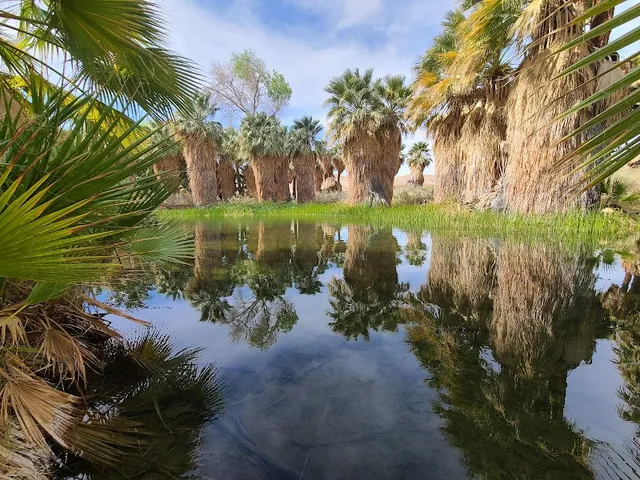 Coachella Valley Preserve - Thousand Palms Oasis Preserve