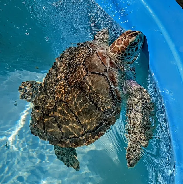 Turtle Hospital