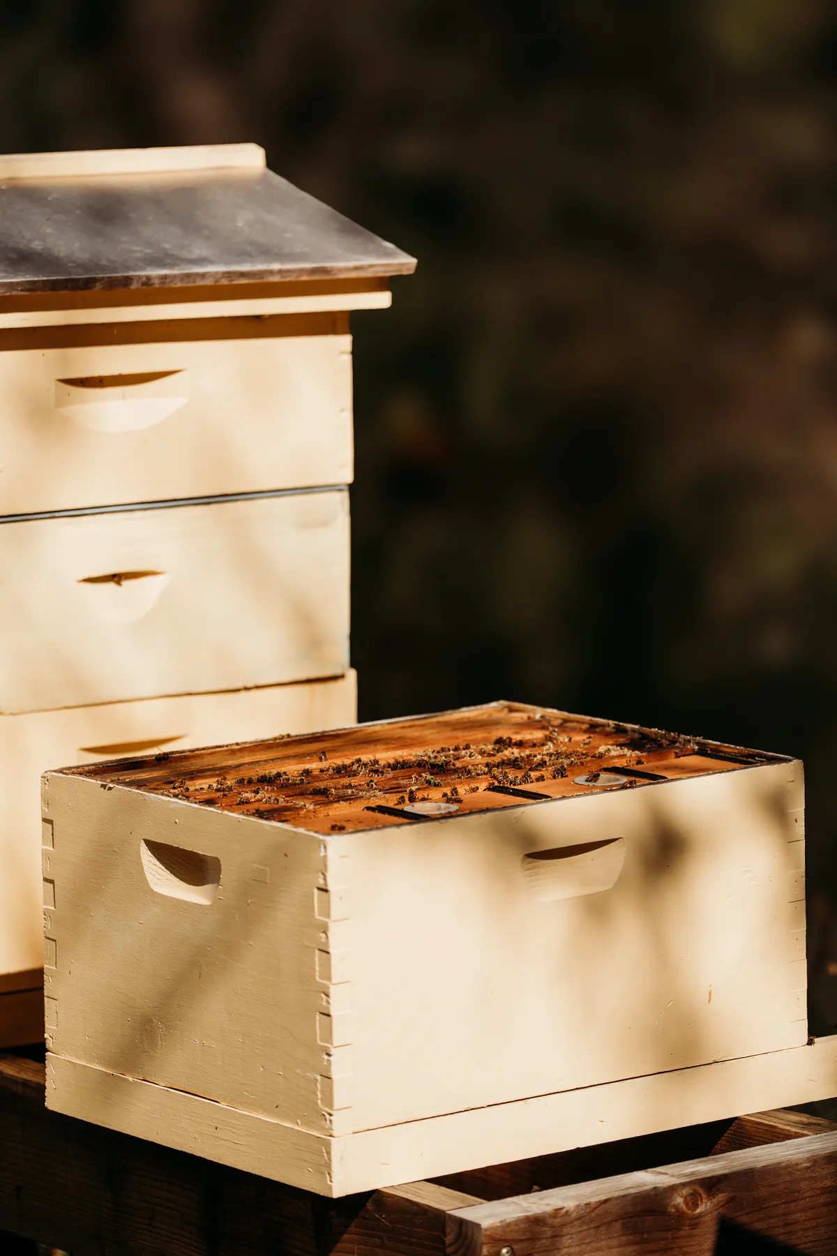 Wander Dry Creek #41