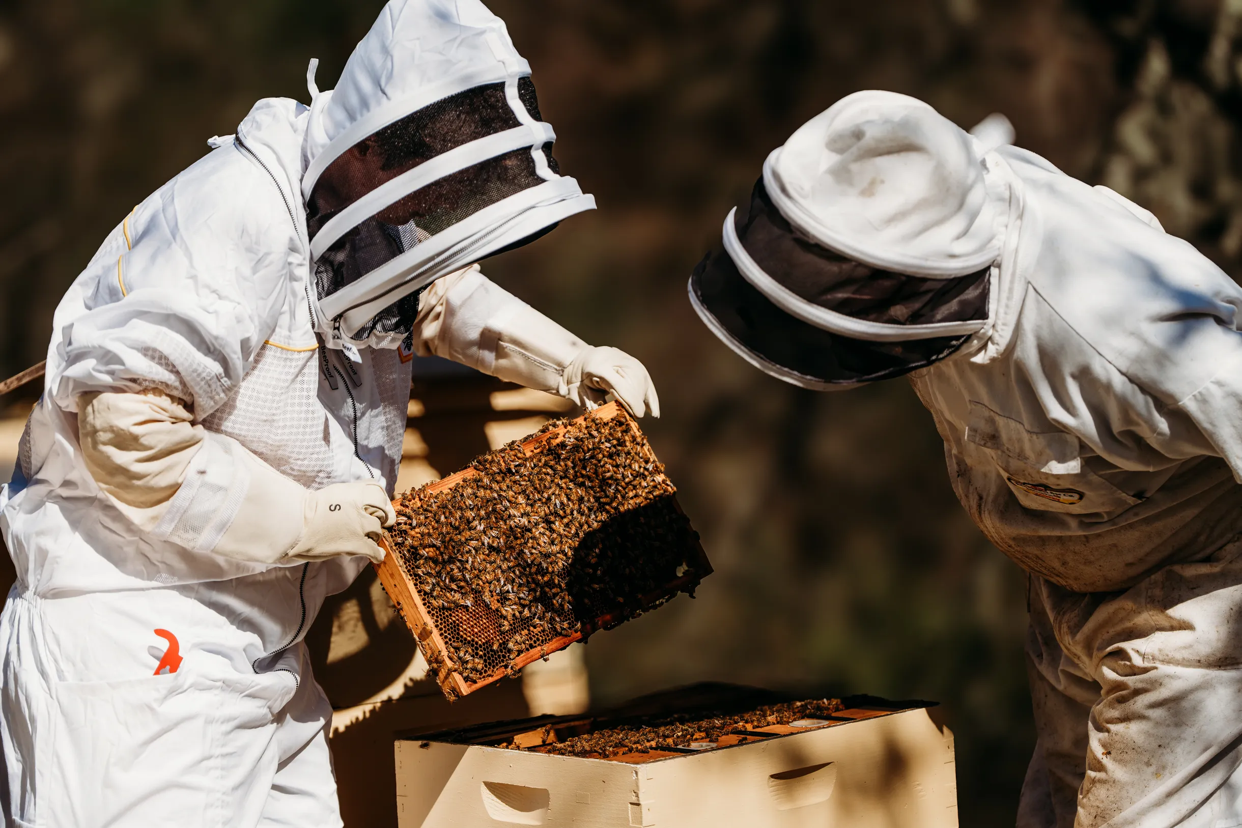 Wander Dry Creek #56