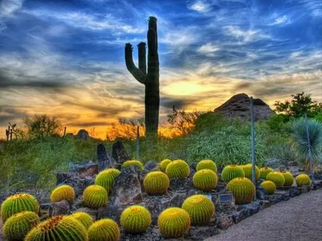 Desert Botanical Garden