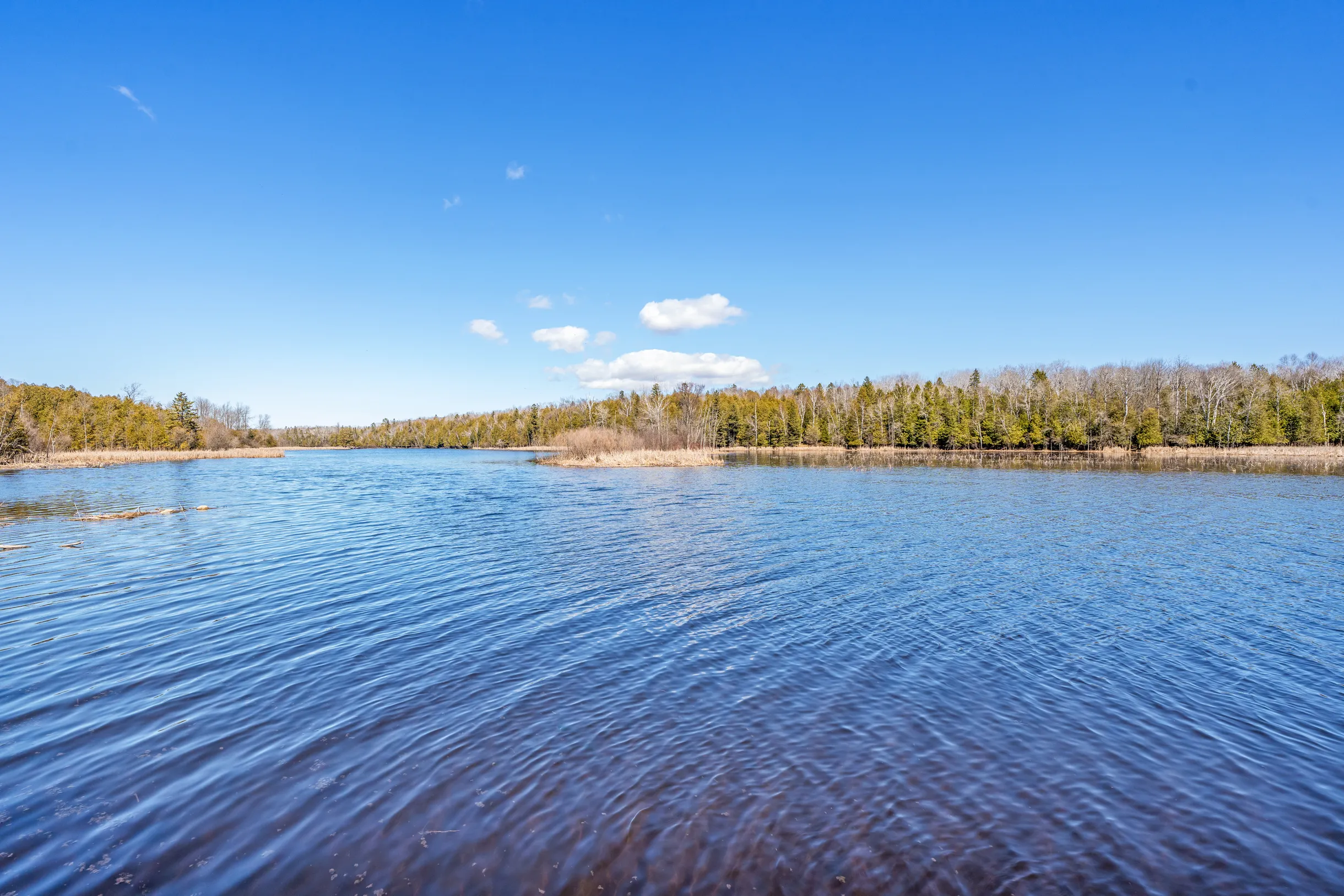 Wander Forestville Pines #38