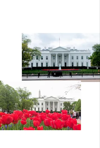 The White House