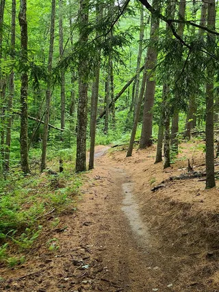 Cady Hill Forest