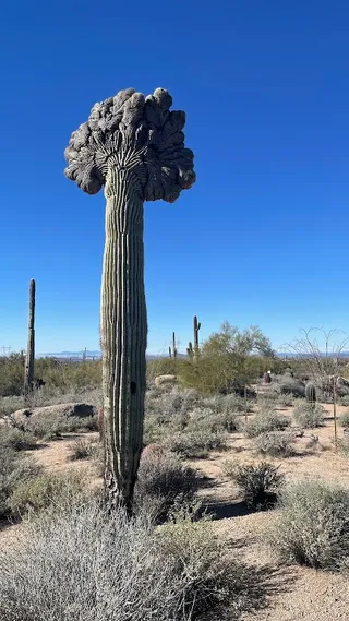 Pima Dynamite Trailhead